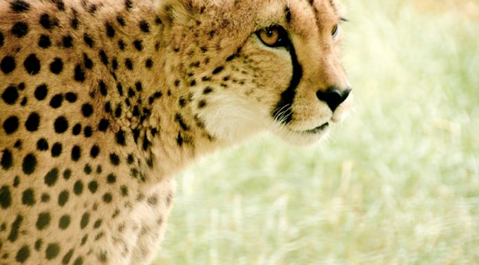 Cheetah Background