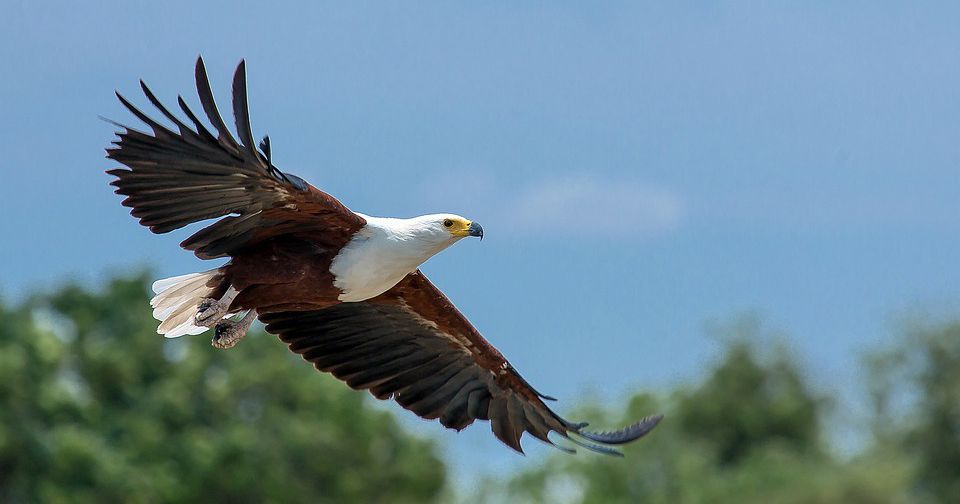 Eagles Background