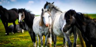Horse Backgrounds