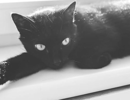 black cat - animals / fauna category