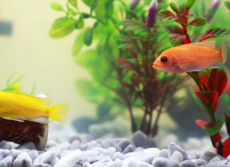 Fish Tank Background