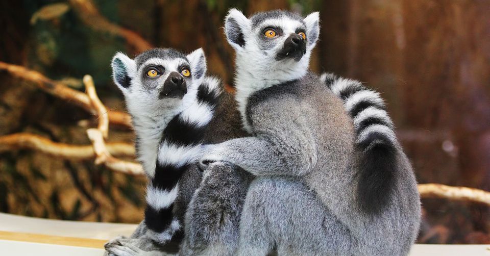 Lemur Picture