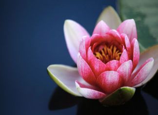 Lotus Flower Design