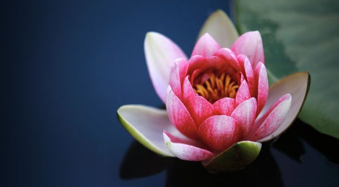 Lotus Flower Design
