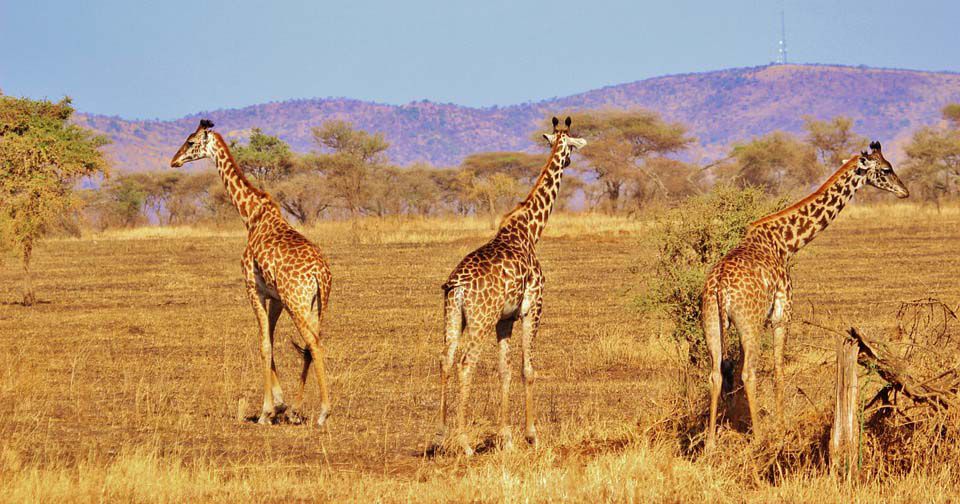 Safari Background