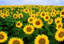 Sunflowers Background